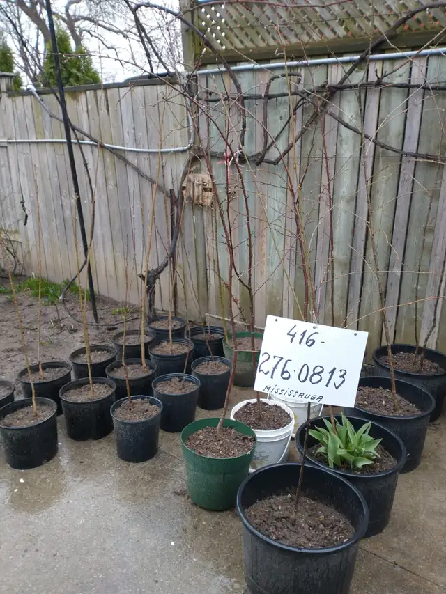 Cherry Tree, plumb tree, Gooseberry, Redcurrant, Rhubarb
