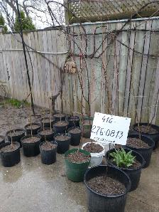 Cherry Tree, plumb tree, Gooseberry, Redcurrant, Rhubarb