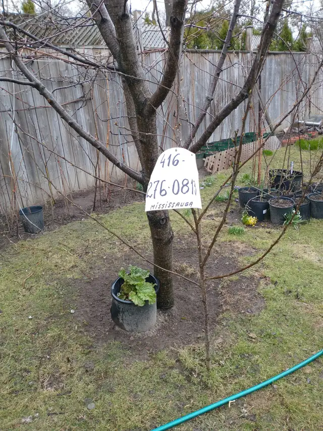 Cherry Tree, plumb tree, Gooseberry, Redcurrant, Rhubarb - Photo 2