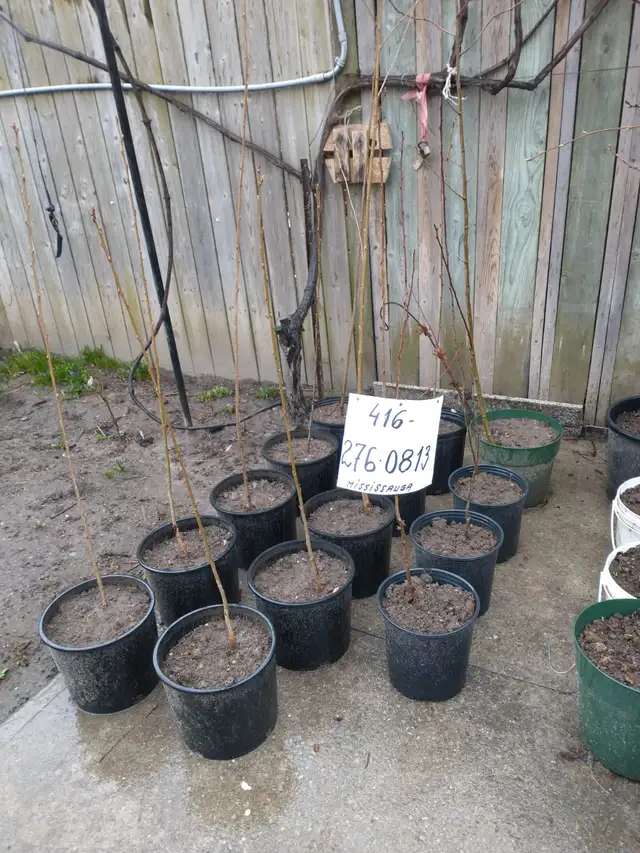 Cherry Tree, plumb tree, Gooseberry, Redcurrant, Rhubarb - Photo 4