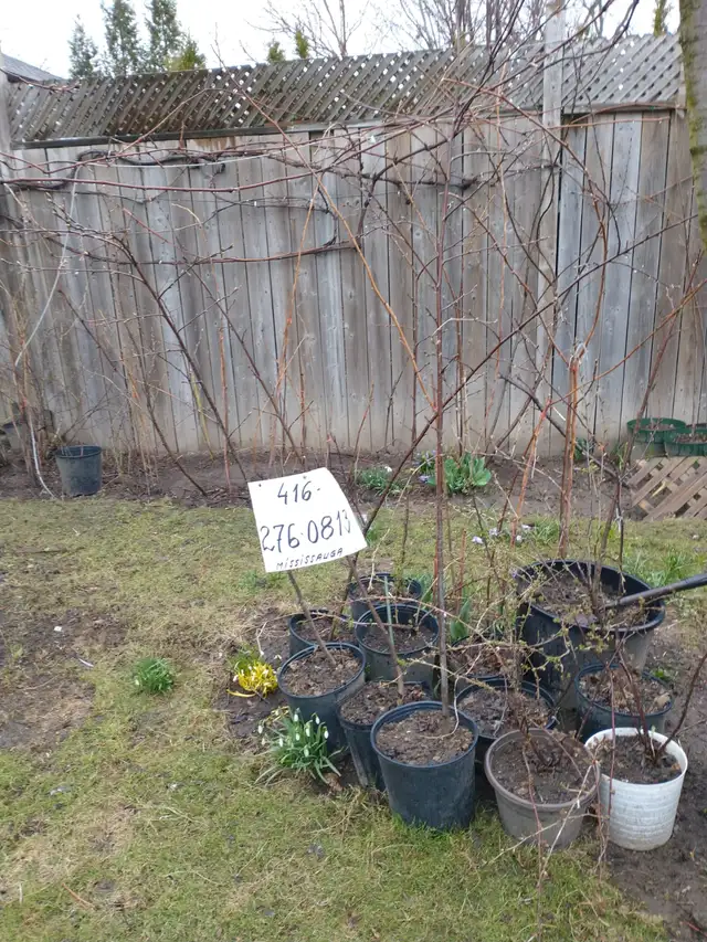 Cherry Tree, plumb tree, Gooseberry, Redcurrant, Rhubarb - Photo 5