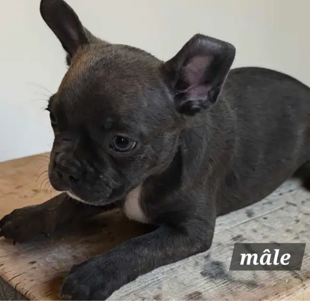 frenchton bleu 50/50 prete a partir