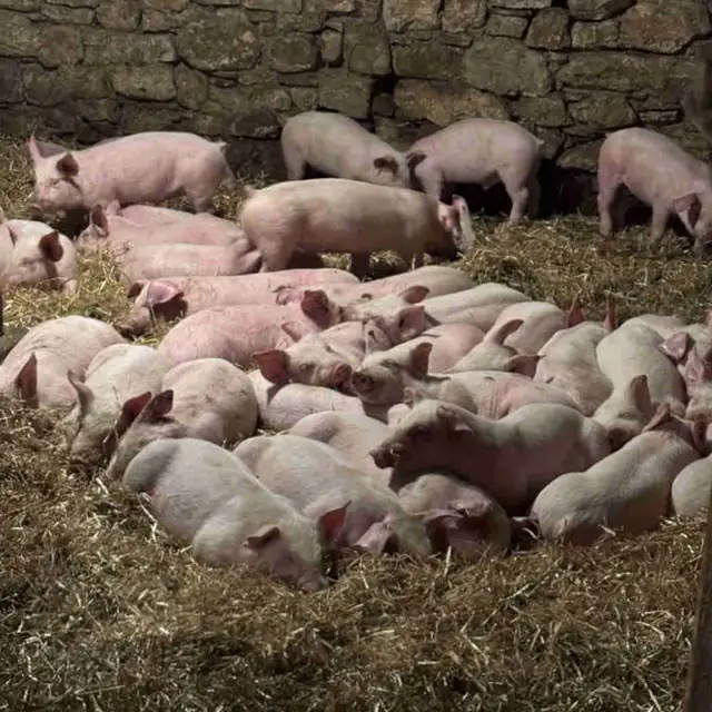 Weaner Pigs For Sale