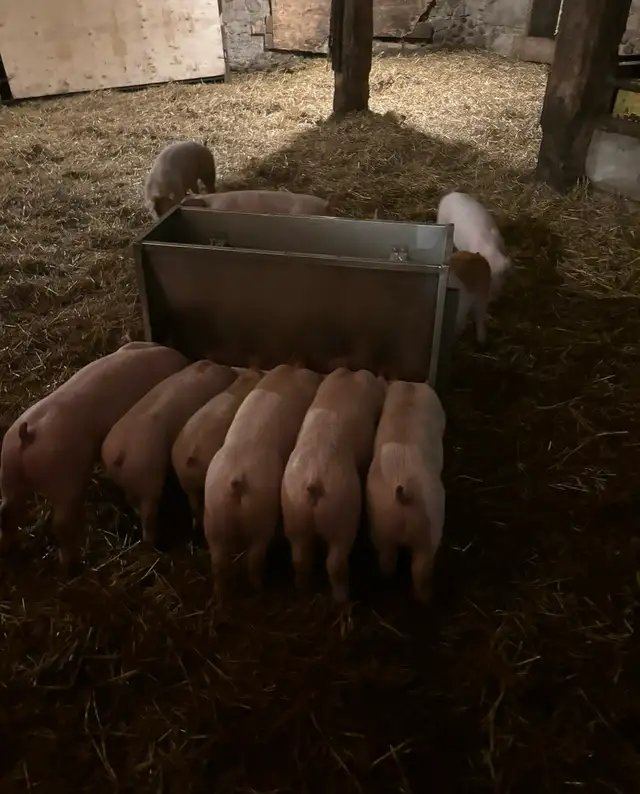 Weaner Pigs For Sale - Photo 2