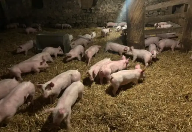 Weaner Pigs For Sale - Photo 3