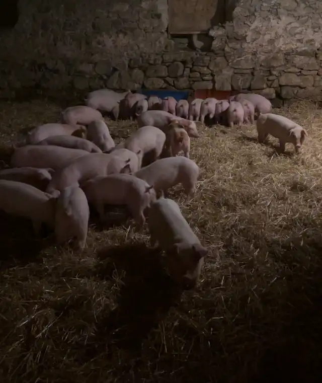 Weaner Pigs For Sale - Photo 4