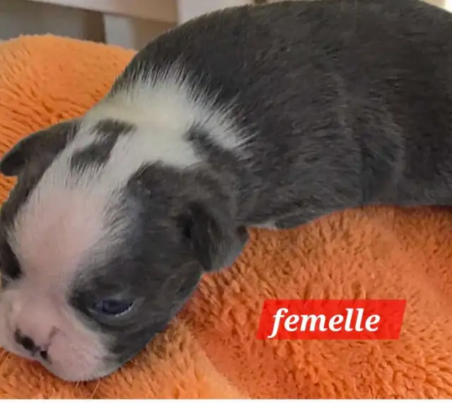 Boston terrier bleu - Photo 2