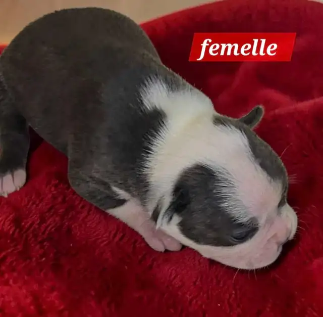 Boston terrier bleu - Photo 3