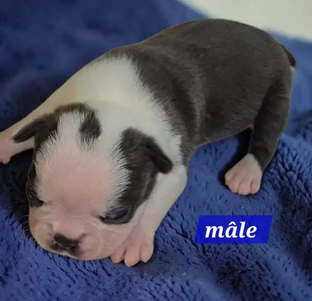 Boston terrier bleu - Photo 4