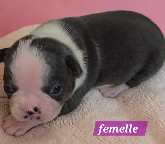 Boston terrier bleu - Photo 5