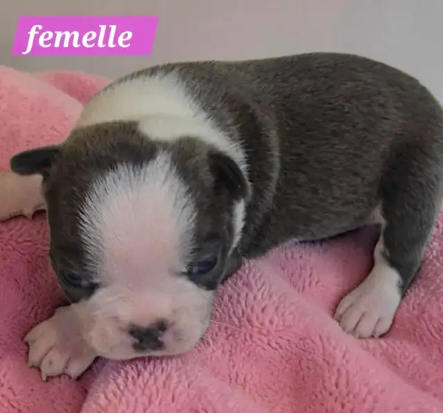 Boston terrier bleu - Photo 6