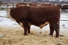 2 Year Old Horned Hereford Bulls