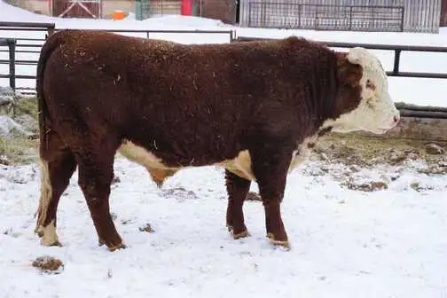 2 Year Old Horned Hereford Bulls - Photo 5