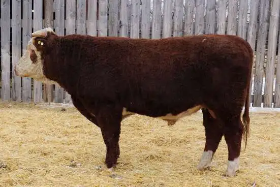 2 Year Old Horned Hereford Bulls - Photo 6