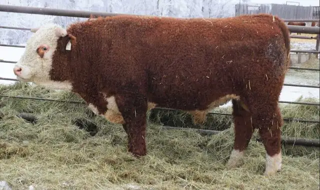2 Year Old Horned Hereford Bulls - Photo 4