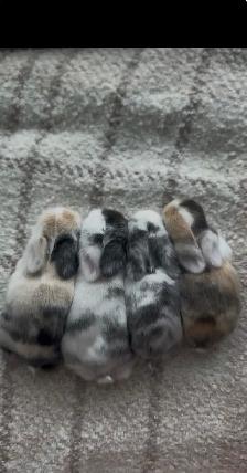 baby holland lop bunny’s available for reservation