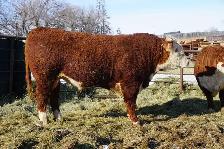 2 Year Old Horned Hereford Bulls