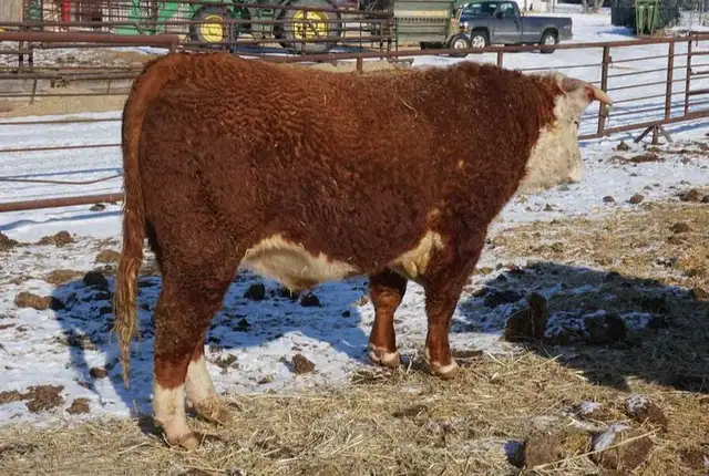2 Year Old Horned Hereford Bulls - Photo 2