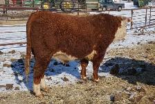 2 Year Old Horned Hereford Bulls