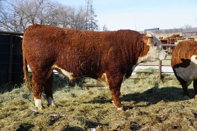 2 Year Old Horned Hereford Bulls - Photo 4