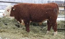 2 Year Old Horned Hereford Bulls