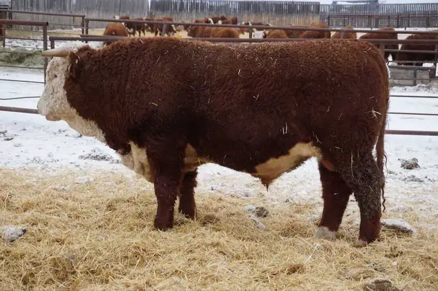 2 Year Old Horned Hereford Bulls - Photo 2