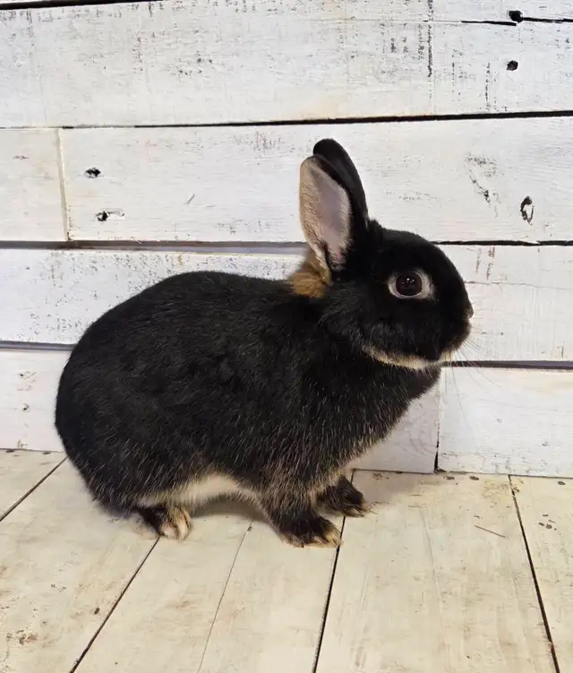Netherland Dwarf Rabbit female