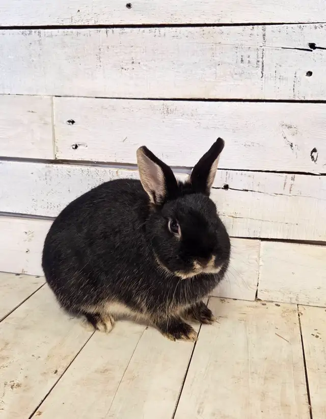 Netherland Dwarf Rabbit female - Photo 2