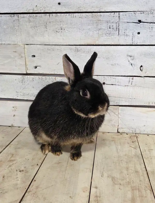 Netherland Dwarf Rabbit female - Photo 3