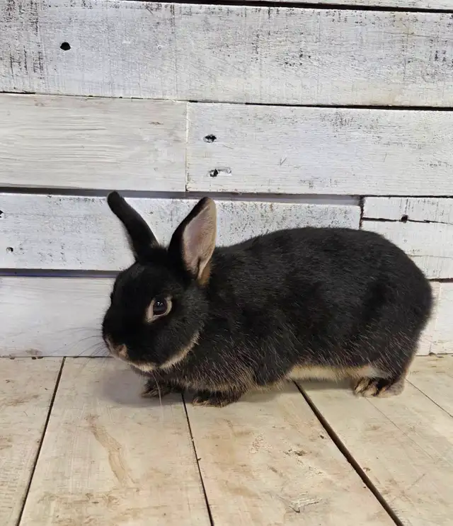 Netherland Dwarf Rabbit female - Photo 4