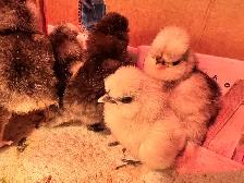 8 sweet pure bred silkies avail