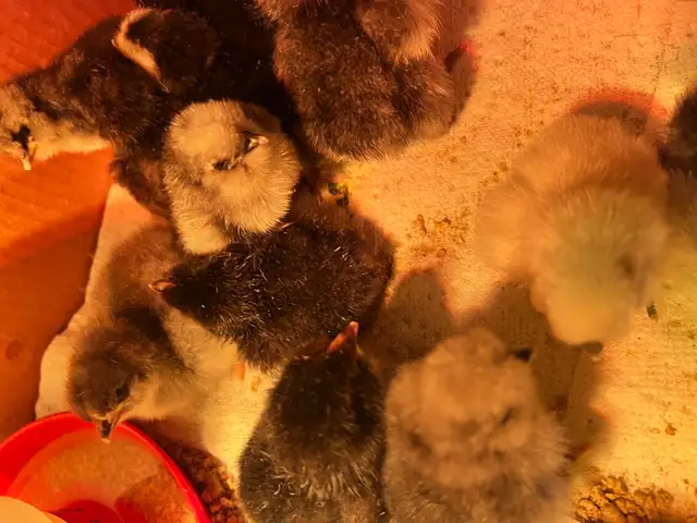 8 sweet pure bred silkies avail - Photo 2