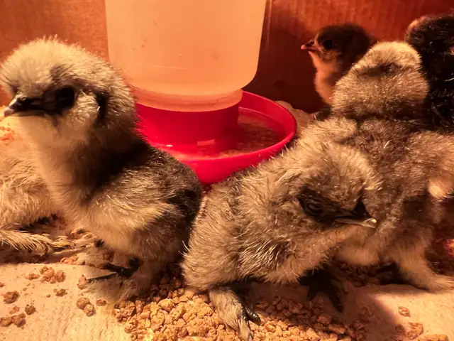 8 sweet pure bred silkies avail - Photo 3