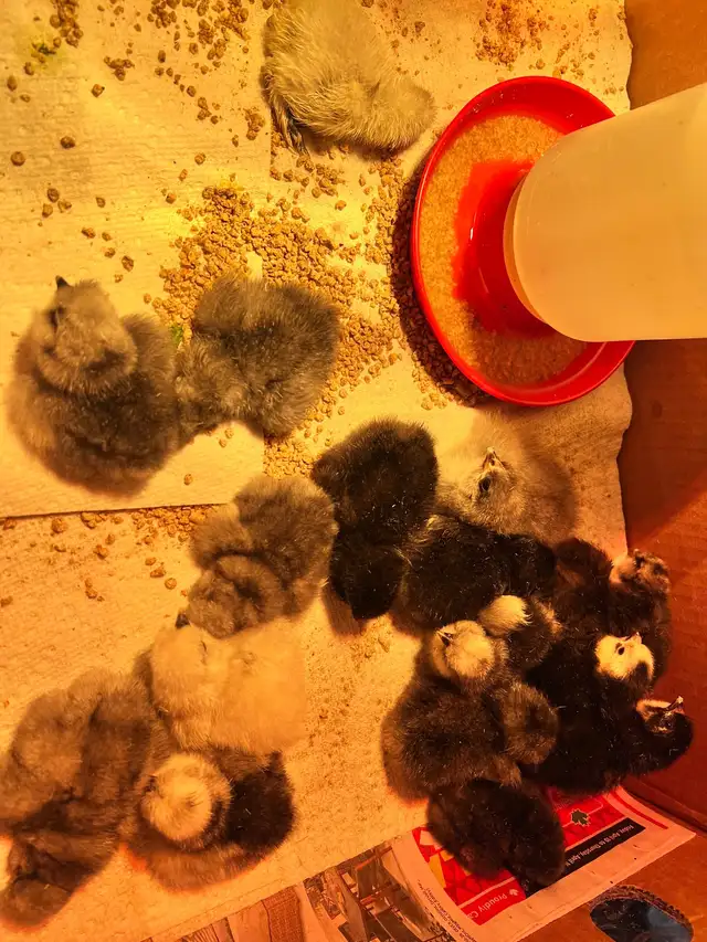 8 sweet pure bred silkies avail - Photo 4