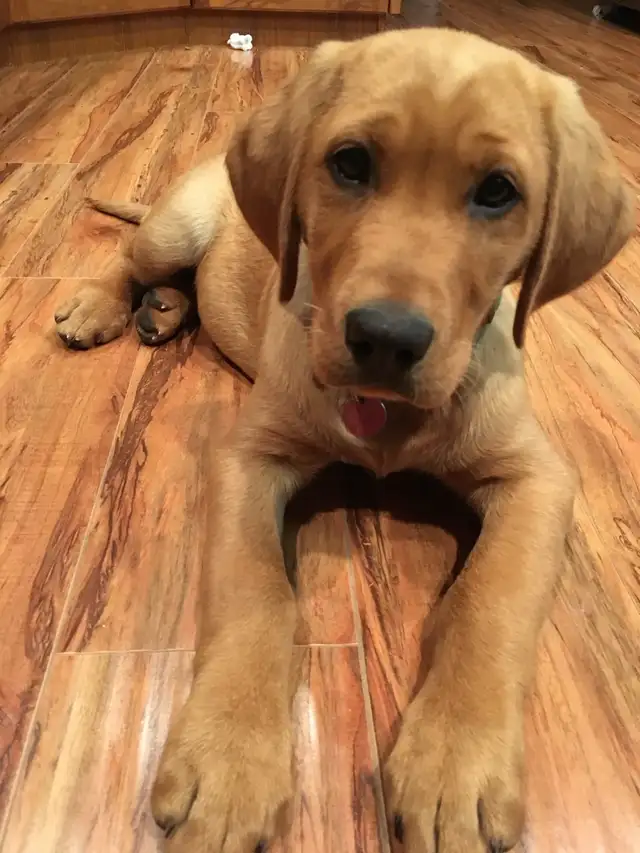 Fox Red Labrador Puppies Ready Soon - CKC Registered