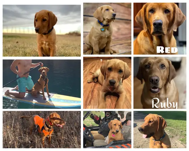 Fox Red Labrador Puppies Ready Soon - CKC Registered - Photo 2