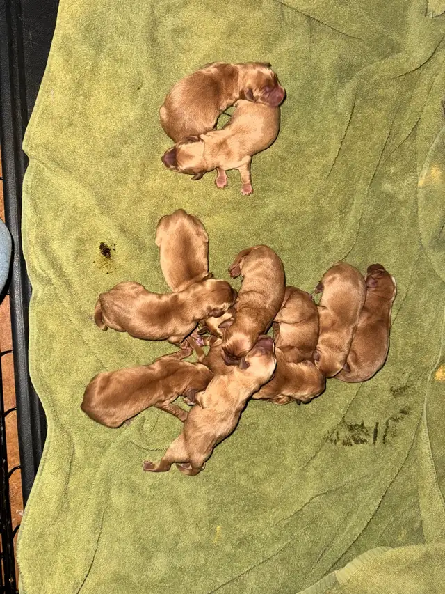 Fox Red Labrador Puppies Ready Soon - CKC Registered - Photo 3