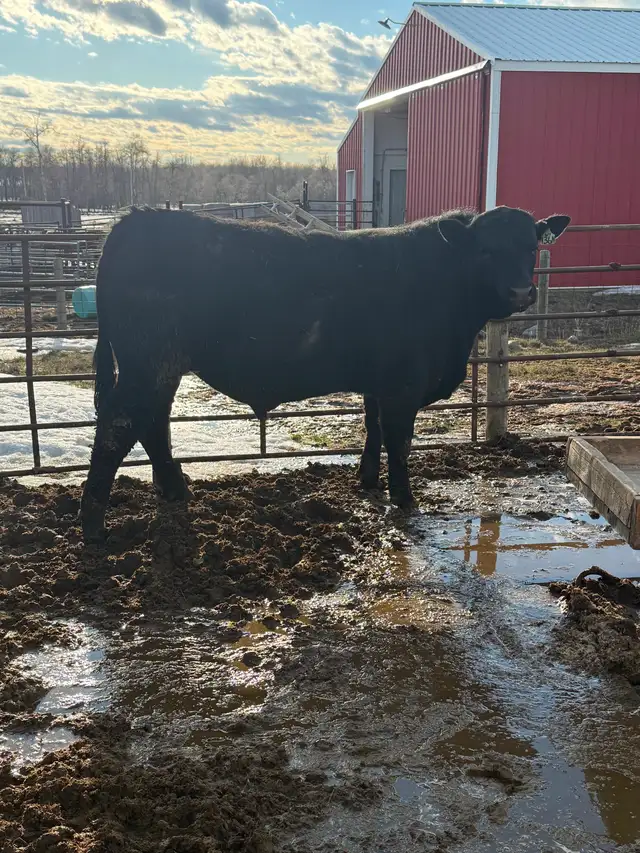 Bulls for sale - Photo 2