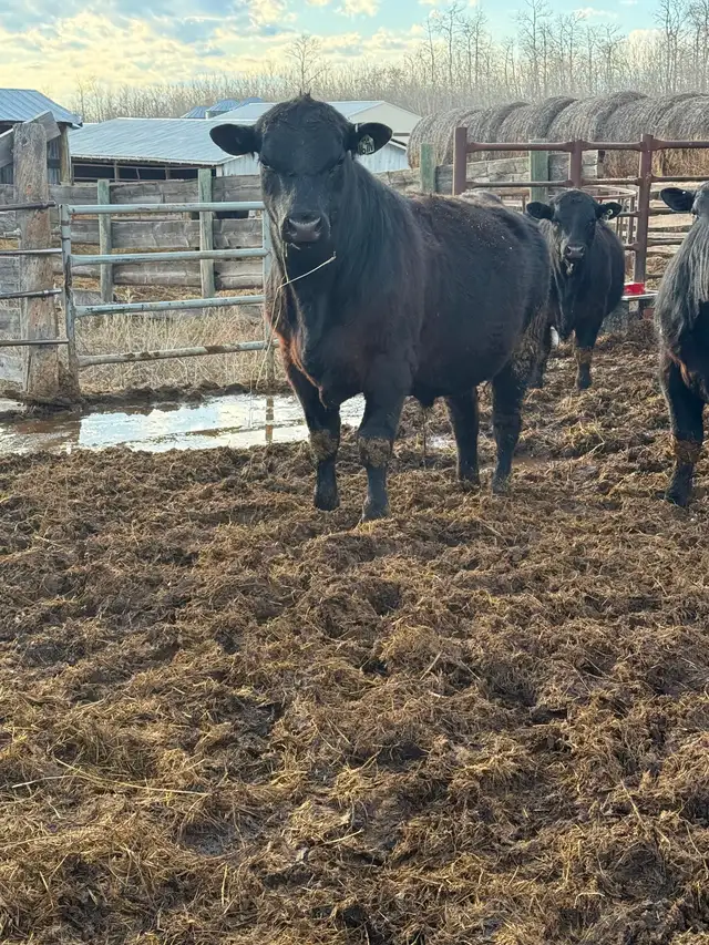 Bulls for sale - Photo 3