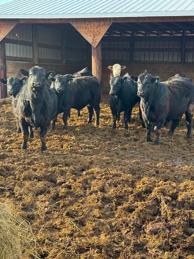 Bulls for sale - Photo 4