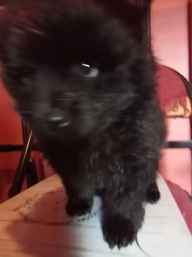 I could be yours❤️Pomeranian pups