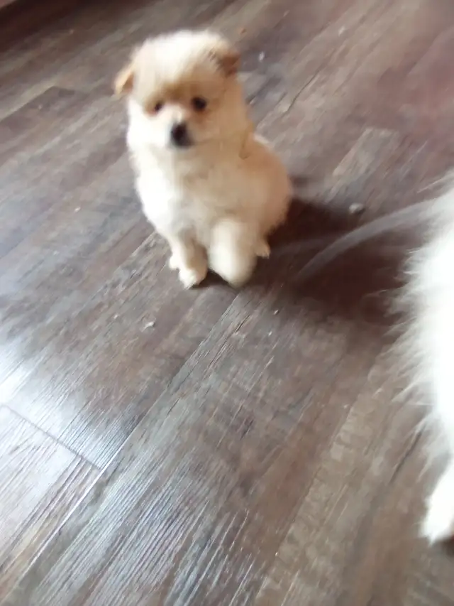 I could be yours❤️Pomeranian pups - Photo 2