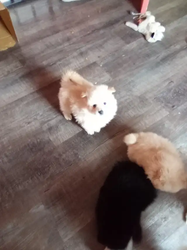 I could be yours❤️Pomeranian pups - Photo 3