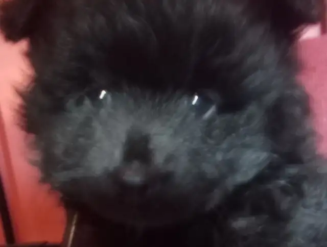 I could be yours❤️Pomeranian pups - Photo 4