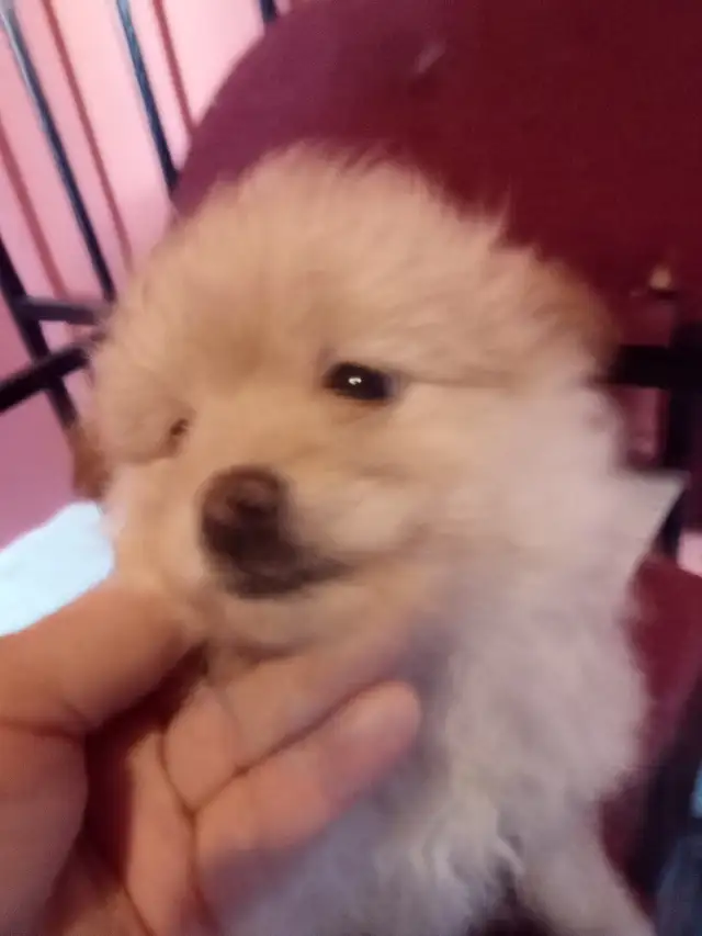 I could be yours❤️Pomeranian pups - Photo 5