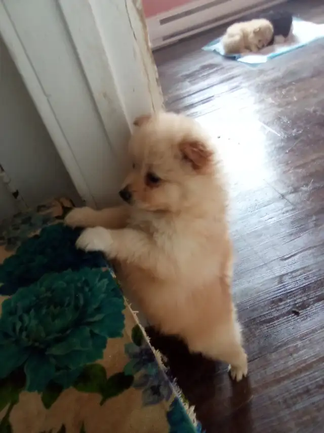 I could be yours❤️Pomeranian pups - Photo 6