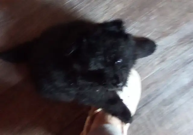 I could be yours❤️Pomeranian pups - Photo 7