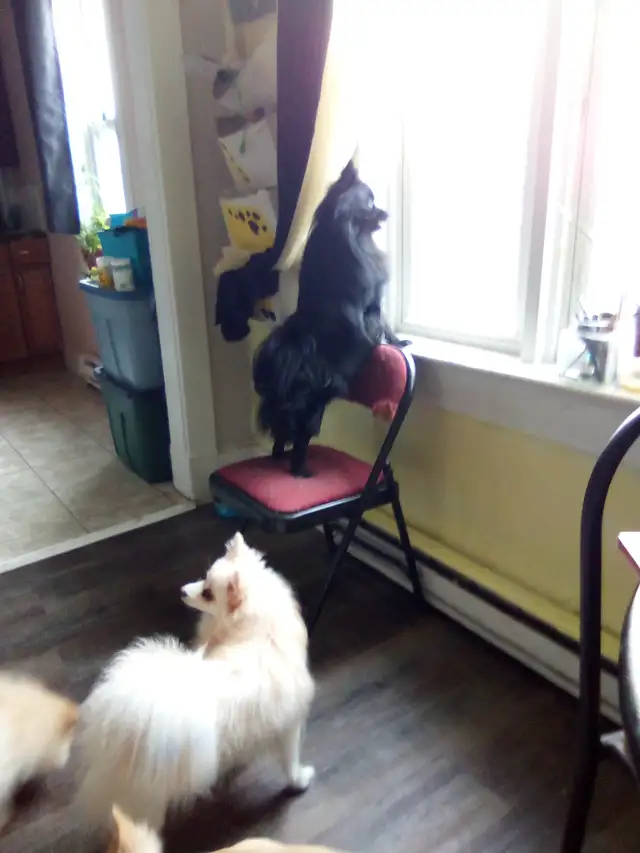 I could be yours❤️Pomeranian pups - Photo 8