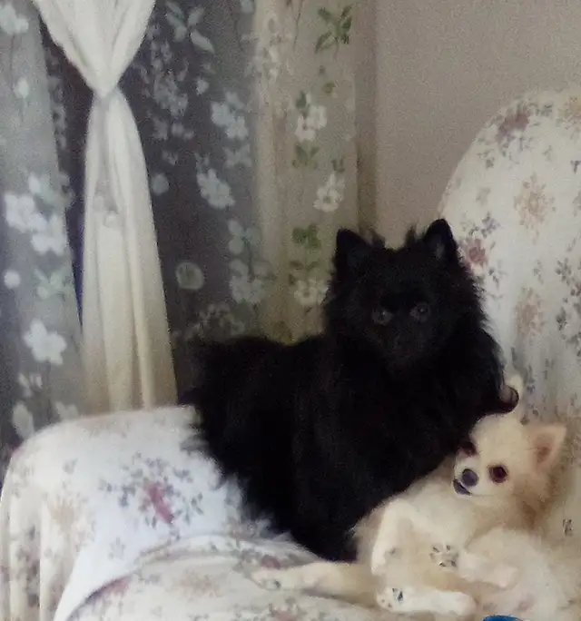 I could be yours❤️Pomeranian pups - Photo 9