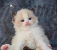 GORGEOUS BABY BICOLOR WHITEMITTED RAGDOLLS!!